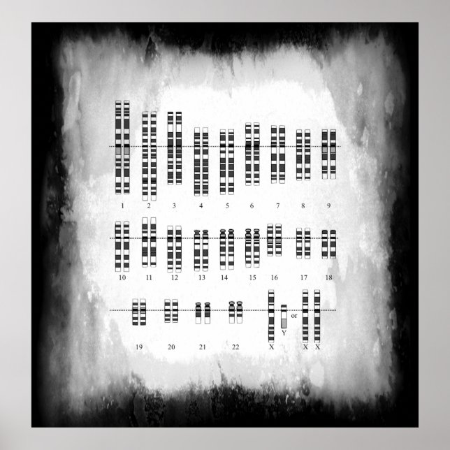 PÔSTER VARIAÇÃO GENÉTICA HUMANA - KARYOTYPE (Frente)