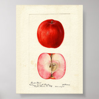 Poster Variação Shasta da Cor da Água Pomológica