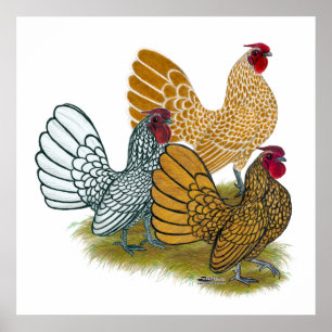 Poster Variedade do galo de Sebright