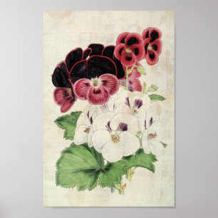 Poster Variedades Botânicas Vintage de Pelargonios