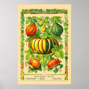 Poster Variedades de Abobrinha Arte Botânica Era Vitorian