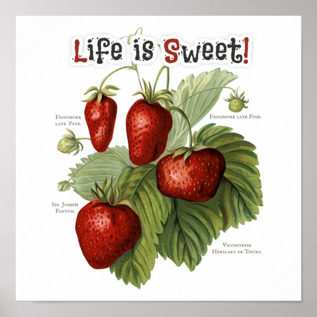 Poster Variedades de morango de linhagem branca A vida é  (Frente)