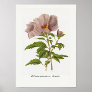 Pôster Variedades do syriacus do hibiscus chinensis