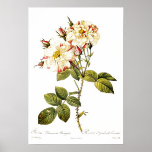 Poster Variegata do damascena de Rosa