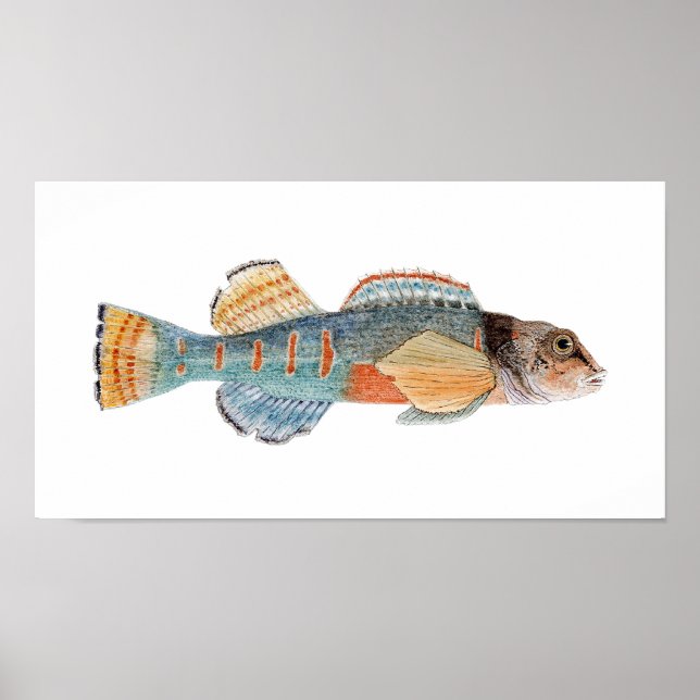 Poster Variegate Darter (Frente)