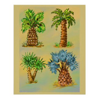 Pôster Variétés de palmiers en couleurs.