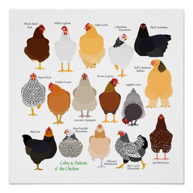 Pôster various colors&patterns chickens poster (Frente)