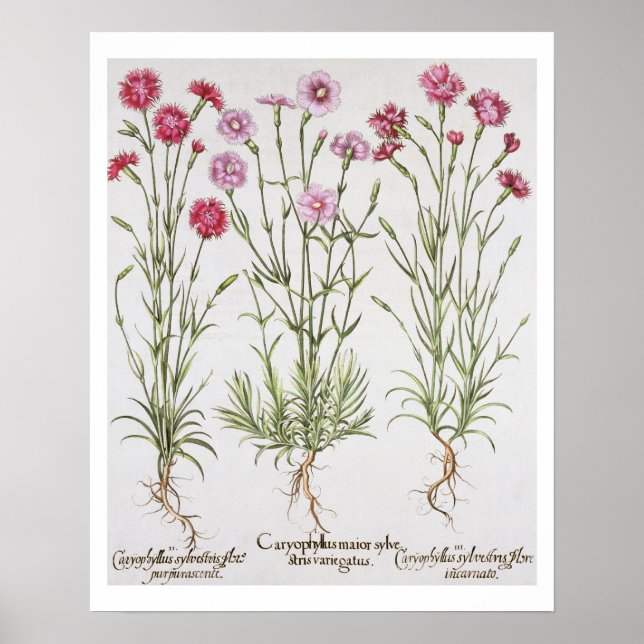 Poster Various varieties of Dianthus, from the 'Hortus Ey (Frente)
