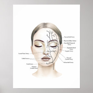 Poster Vasos Sanguíneos Faciais Arte Anatômica