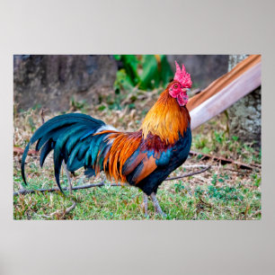 Poster Vassoura-vermelha