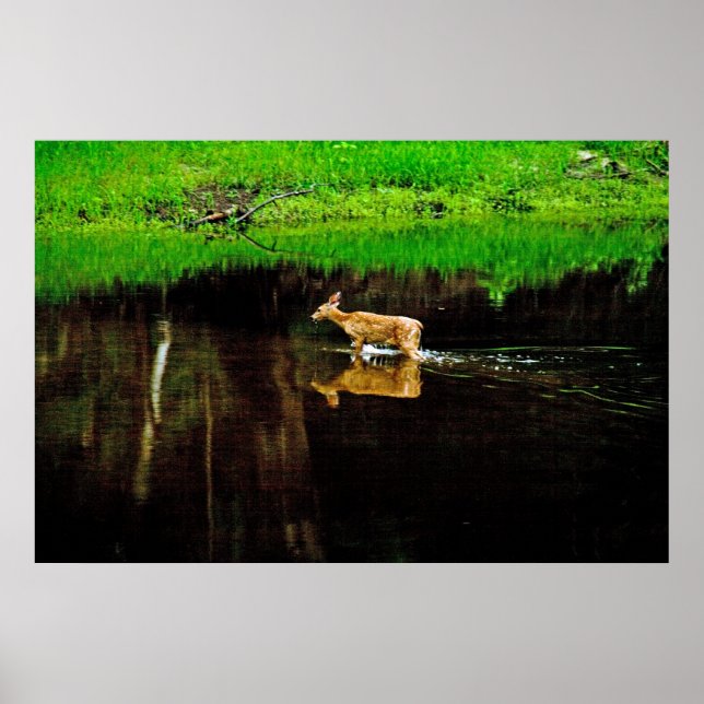 Pôster veado (Frente)