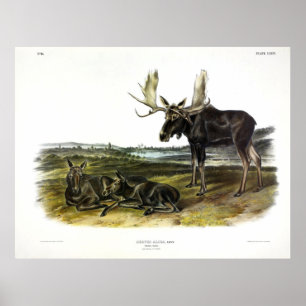 Poster veado-alce (alces-alces-alces) de Audubon