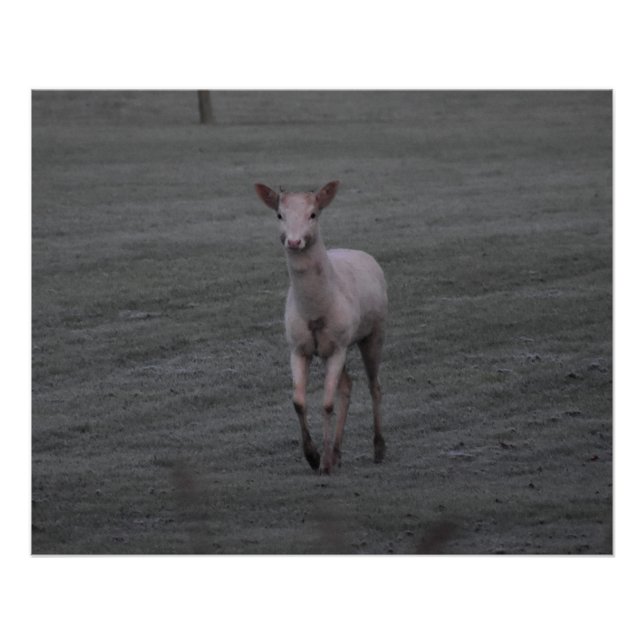 Pôster Veado Branco (Frente)