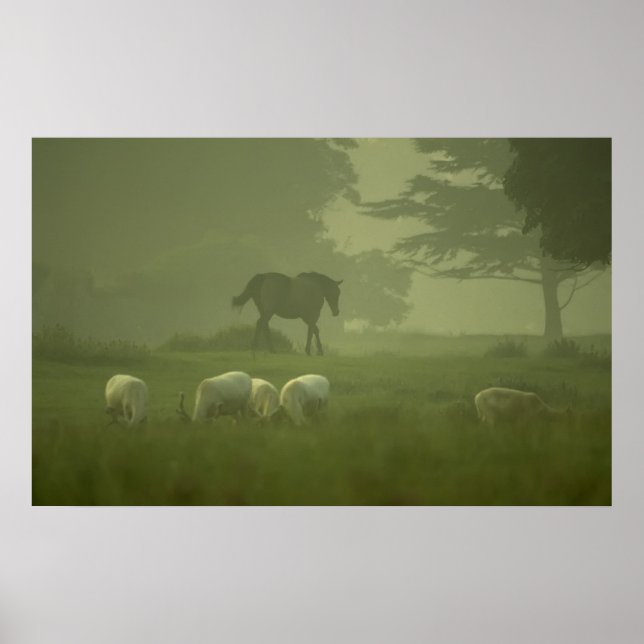 Poster Veado Branco de Mallow (Frente)