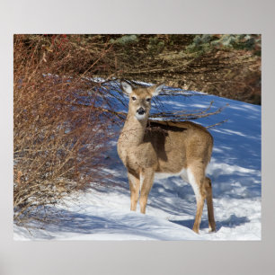 Poster Veado Com Neve E Pincel