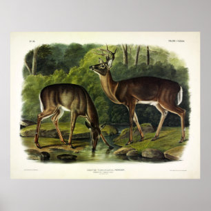 Poster Veado comum (branco) - Quadrupedes de Audubon