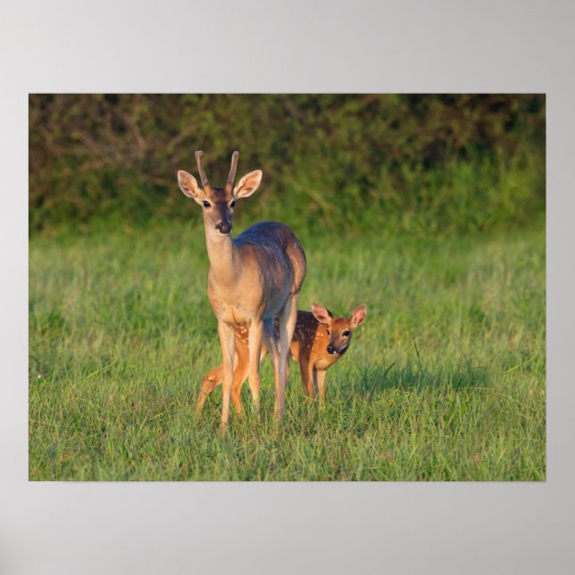 Poster Veado-de-cauda-branca | Habitat Gramado (Frente)