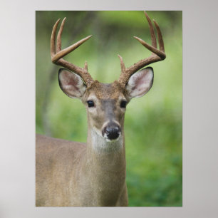 Poster Veado-de-cauda-branca   Hill Country, Texas