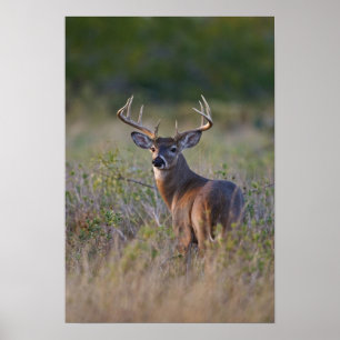 Pôster veado-de-cauda-branca Odocoileus virginianus