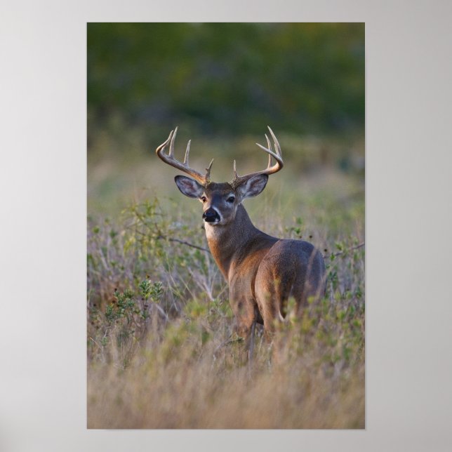 Pôster veado-de-cauda-branca Odocoileus virginianus (Frente)
