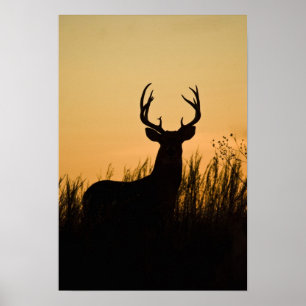 Pôster veado-de-cauda-branca (Odocoileus virginianus)