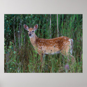 Poster Veado-de-cauda-branca Reserva Nacional de Búfalo