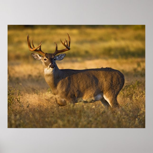 Poster Veado-de-cauda-branca | Sul do Texas (Frente)