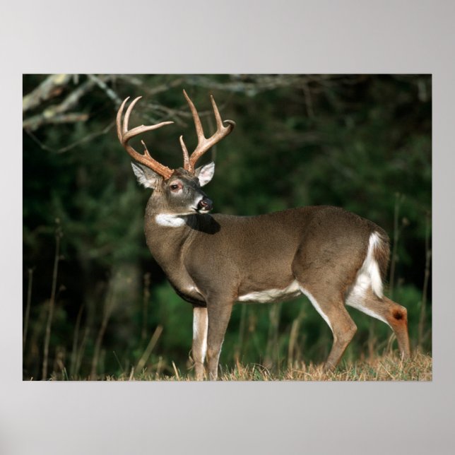 Poster Veado-de-cauda-branca | Tennessee (Frente)