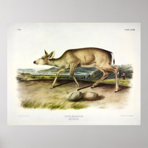 Poster Veado de cauda negra, Mule Deer de Audubon