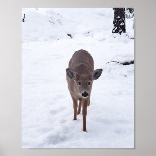 Poster Veado de Doe na fotografia da vida selvagem de Mon