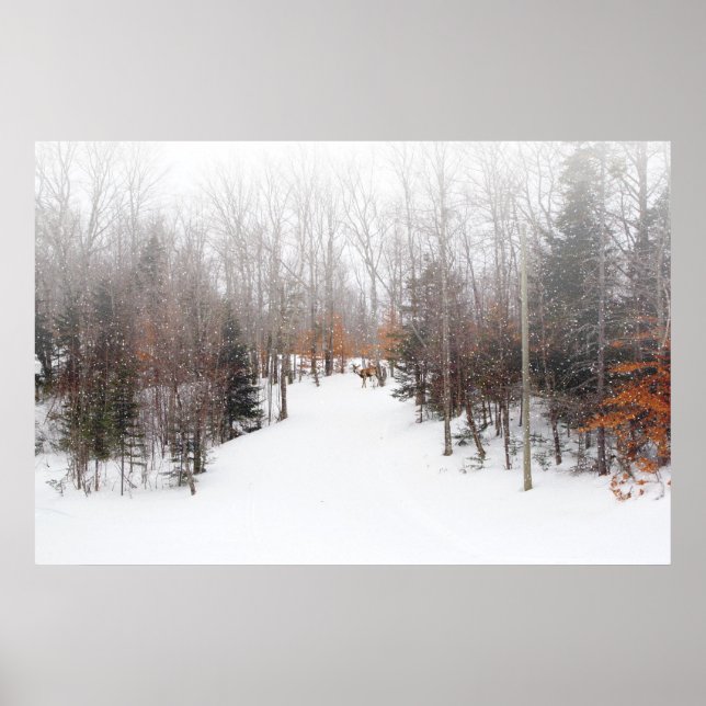 Pôster Veado de inverno (Frente)