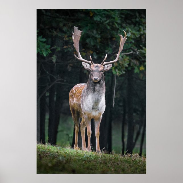 Poster Veado de sebo (Frente)
