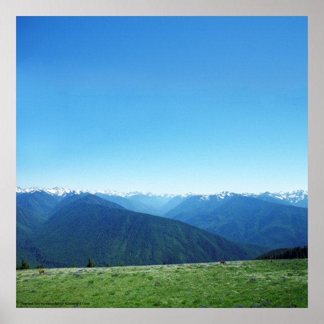 Poster Veado e Jogos Olímpicos (Frente)