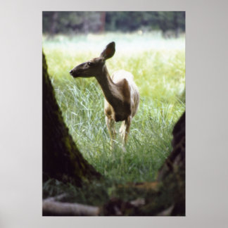 Poster veado entre árvores