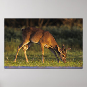 Pôster Veado-mateiro, Odocoileus virginianus