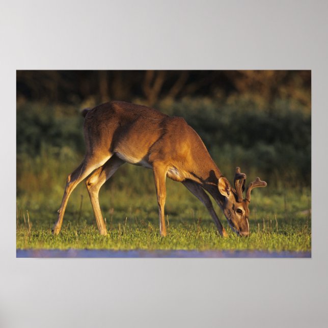 Pôster Veado-mateiro, Odocoileus virginianus (Frente)