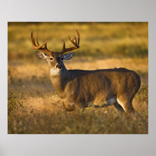 Pôster Veado-mateiro (Odocoileus virginianus) adulto