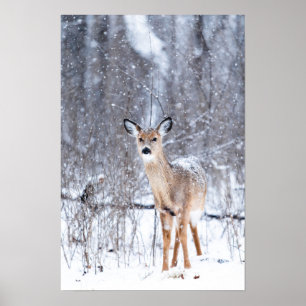 Poster Veado na neve