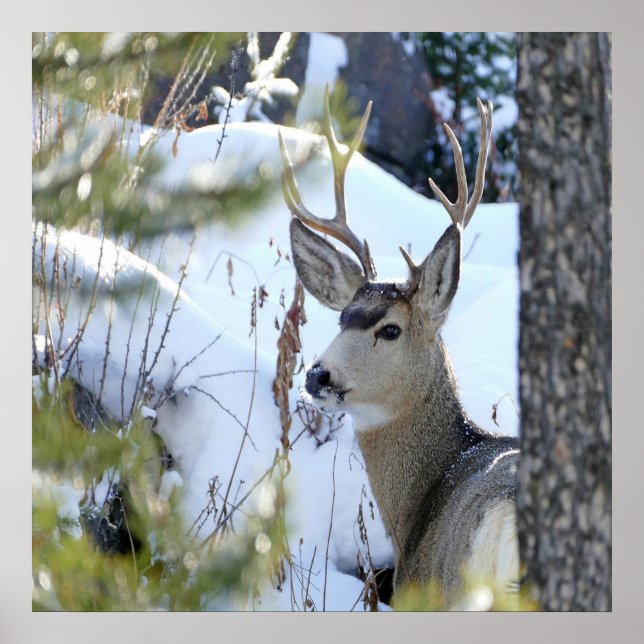 Pôster Veado Na Neve (Frente)