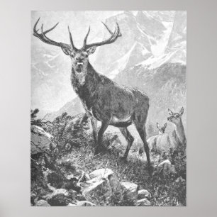 Poster Veado nas montanhas