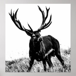 Pôster Veado no calor