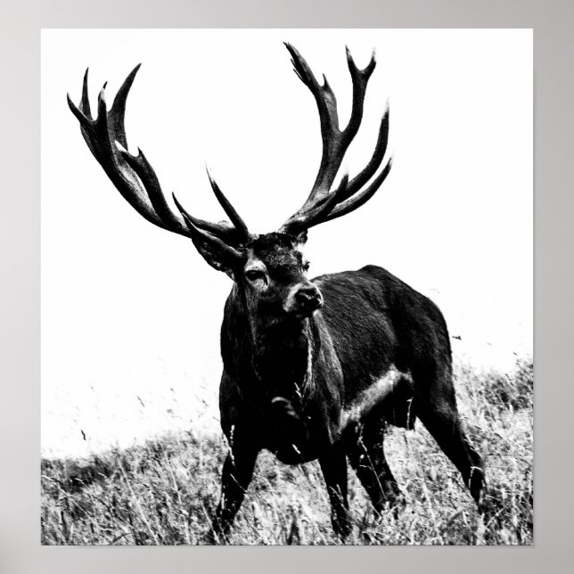 Pôster Veado no calor (Frente)