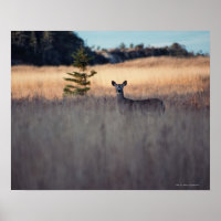 Veado no Campo