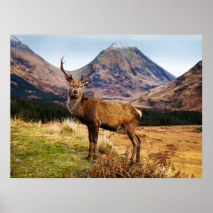 Pôster Veado no poster/impressão de Scotland
