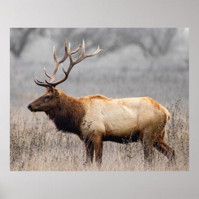 Poster Vedante Animais Animais Selvagem Natureza Buck (Frente)