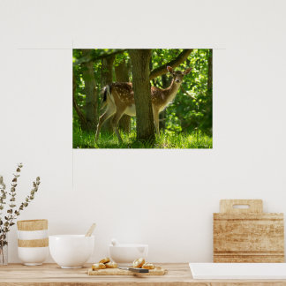 Poster Vedante de Febre Selvagem na Floresta Entre Árvore