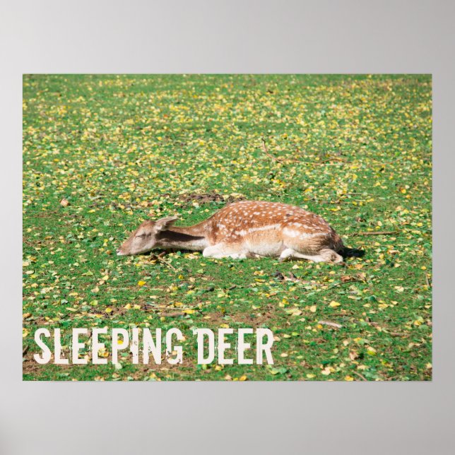 Poster Vedante em hibernação no outono no prado (Frente)