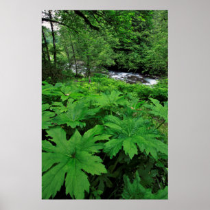 Poster Vegetação de Floresta Verde Lush