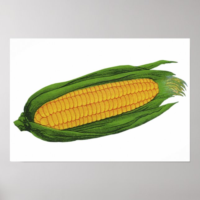 Poster Vegetais de Comidas de safra; Milho Amarelo no for (Frente)