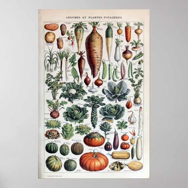 Poster Vegetais e Plantas Vegetais Franceses Vintage (Frente)